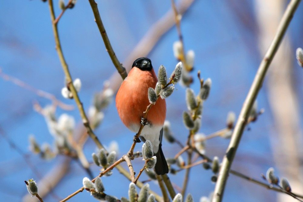 Апрельский снегирь.