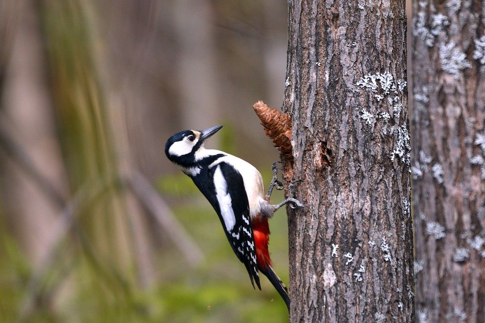 Большой пестрый дятел с шишкой.