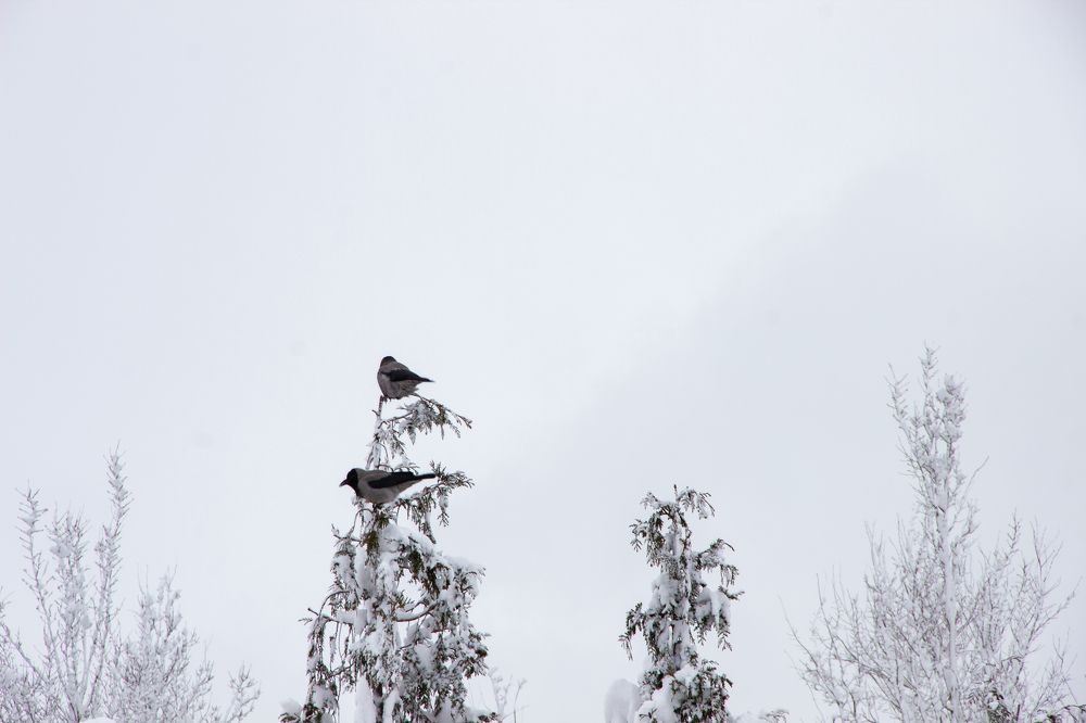Фотография автора Татьяна Нарайкина
