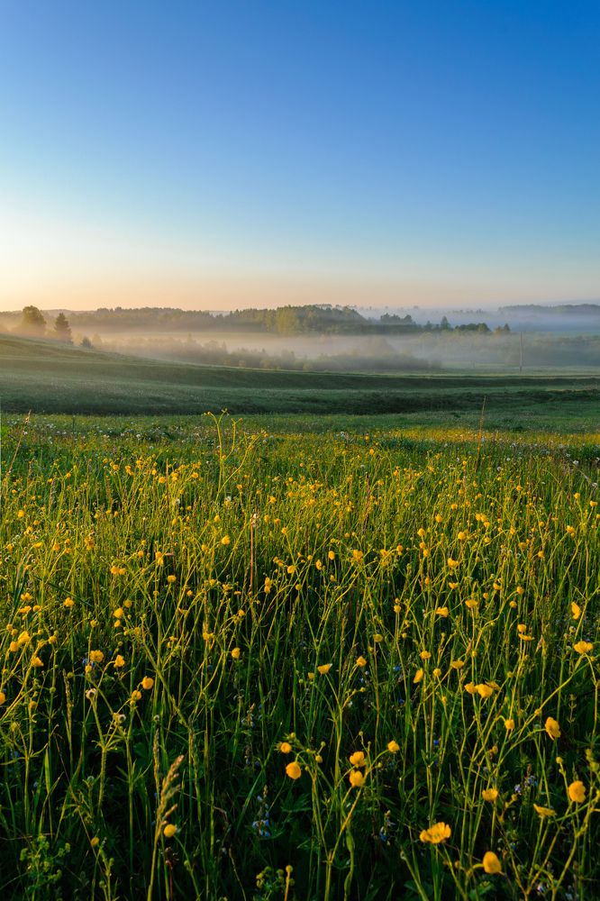 Туманное утро