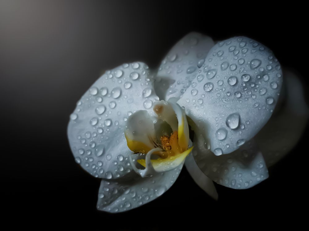 Photograph by Алексей Копылов