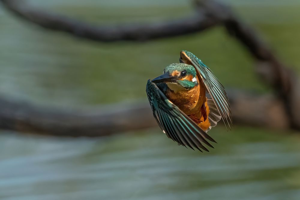 Photograph by Guy Wilson