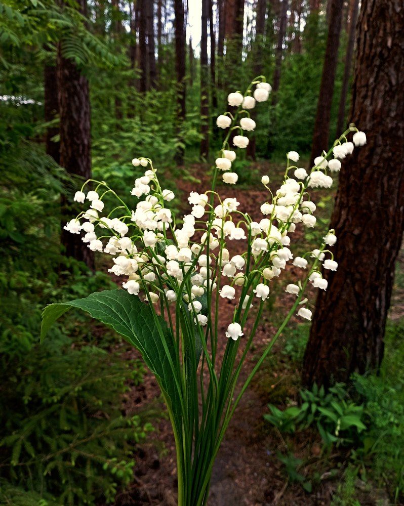 Photograph by леонид натапов