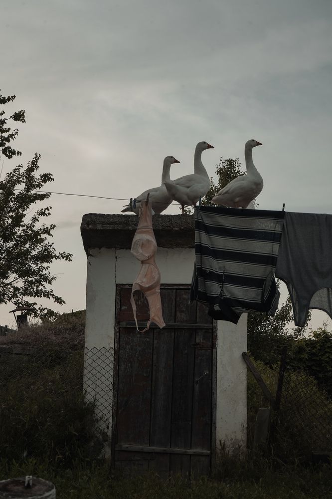 Гуси - Лебеди