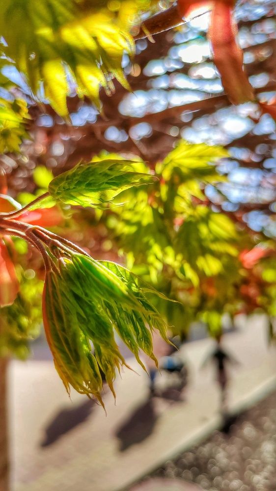 Photograph by Алла Холодова