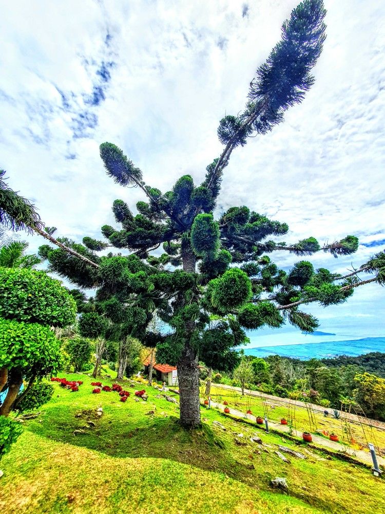 Trees at gunung jerai, kedah