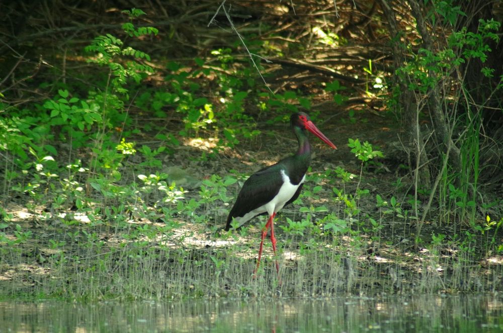 Black Stork at the Bank of the Danube