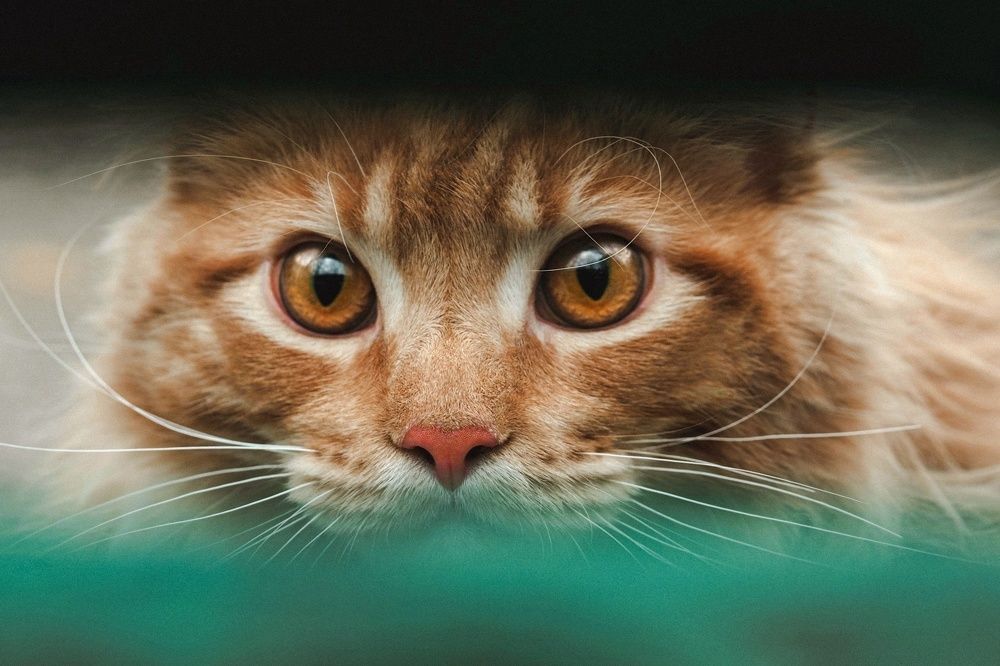 Photograph by Лейла Прощина