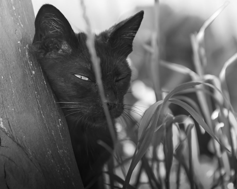 Photograph by Ирина Кротова