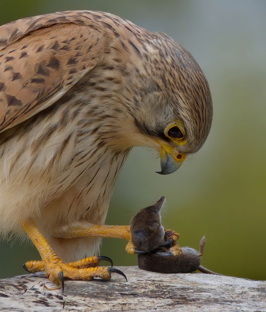 Photograph by Jaroslaw Kowalski