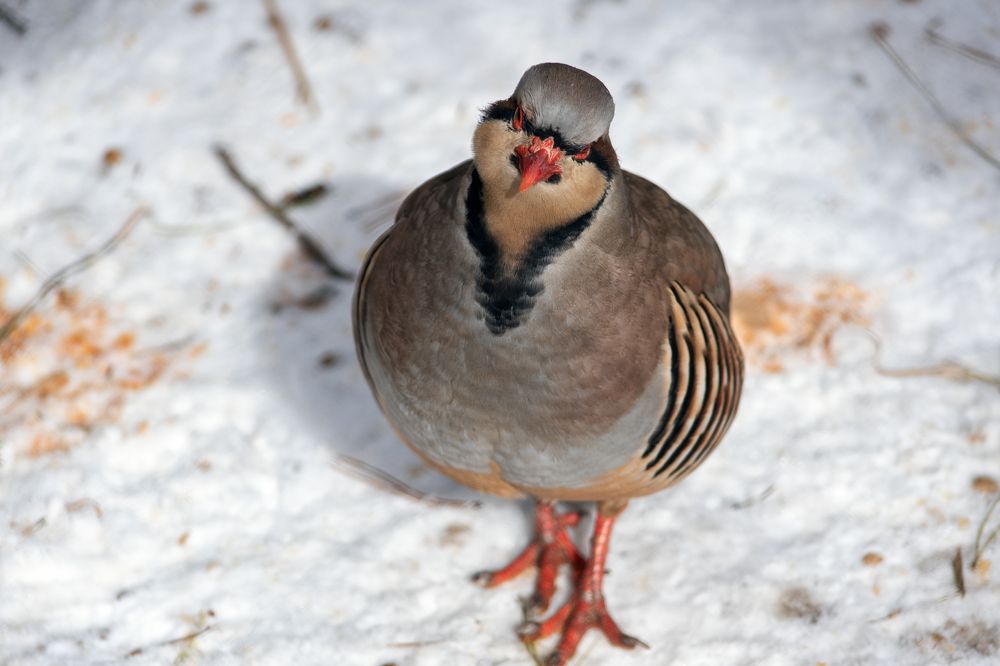 Photograph by Евгения Гловацкая