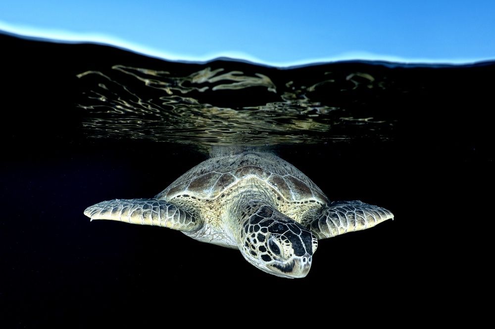 Photograph by Serge Melesan