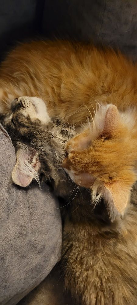 Фотография автора Ольга Осипова