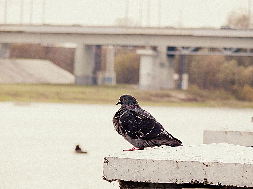 Печальный голубь у реки