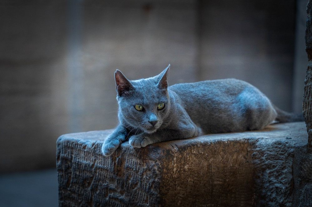 Photograph by Таймураз Гумеров