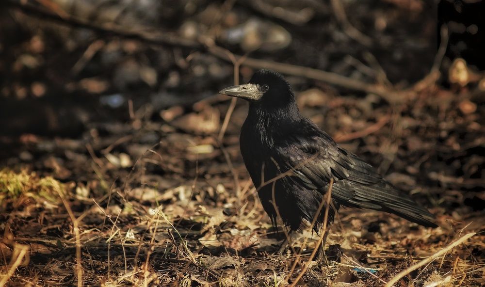 Photograph by Sergey Velichko