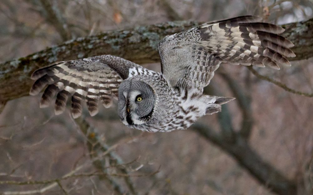 Бородатая неясыть в полете