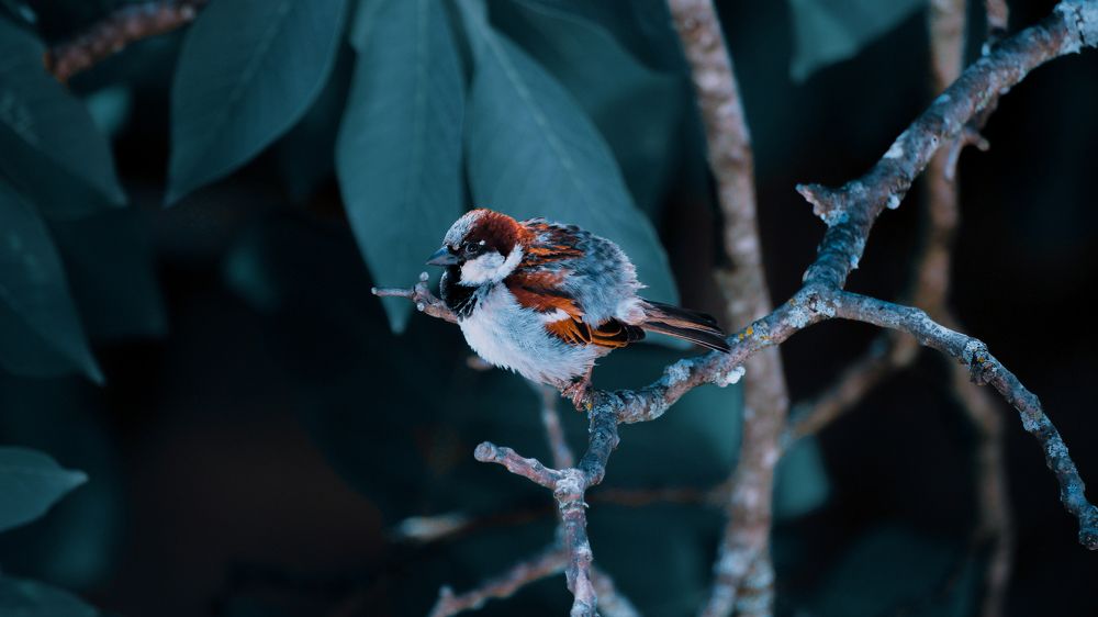 Фотография автора Mikheil Darsavelidze