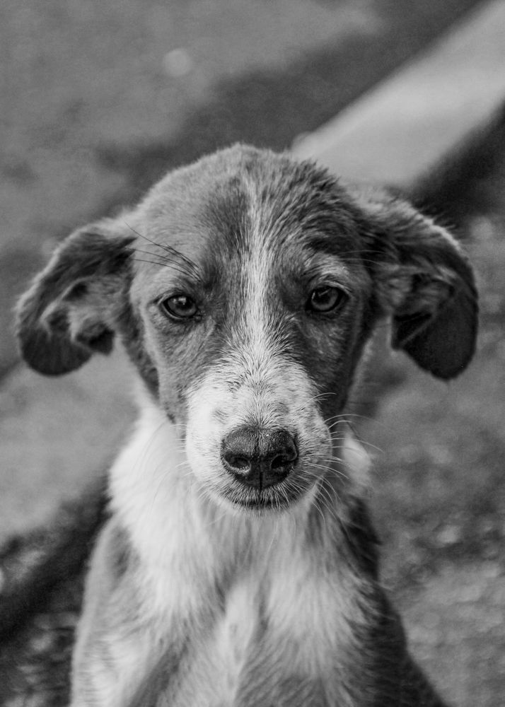 Фотография автора Mikheil Darsavelidze