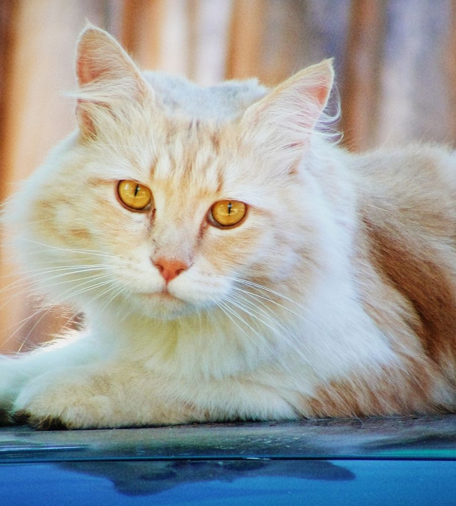 Photograph by Kirsteen Isles