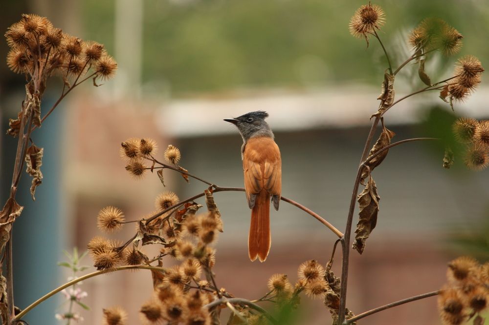 Photograph by Raja Faizan Haji