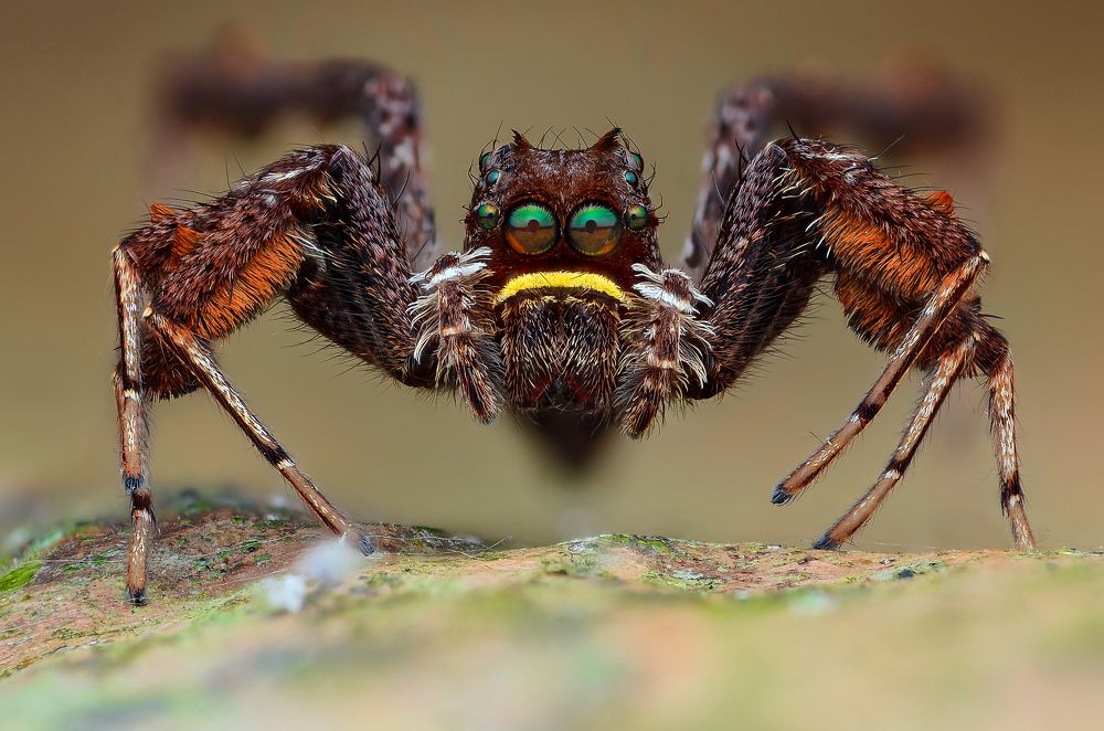 Female Portia Spider Portrait