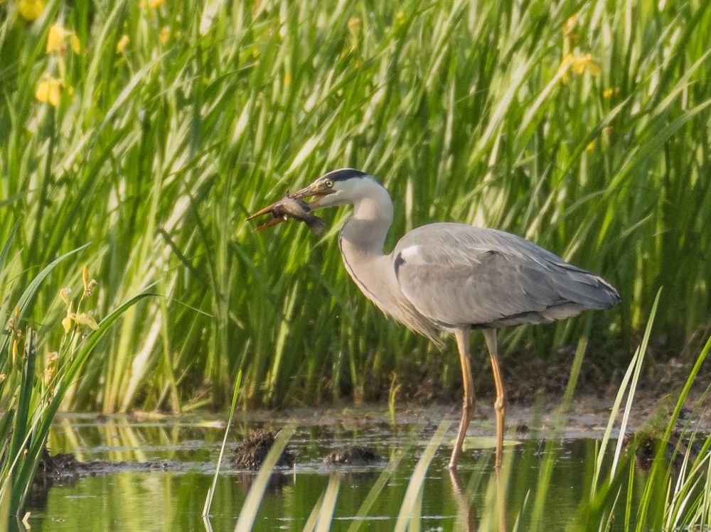 Цапля с рыбой