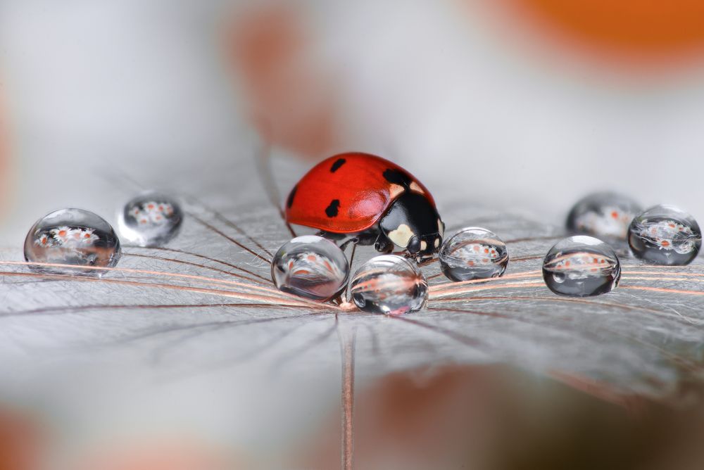 Photograph by Tsvetan Ganev