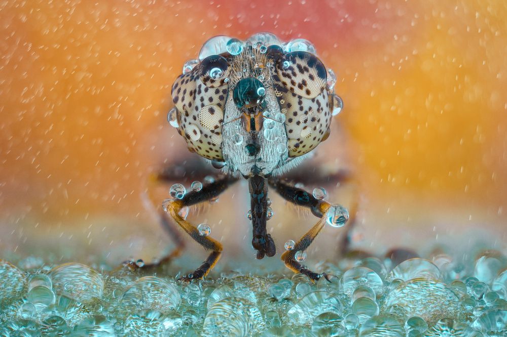 Photograph by Tsvetan Ganev