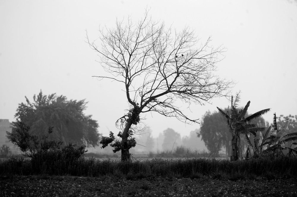 Photograph by Hashem Mohamed