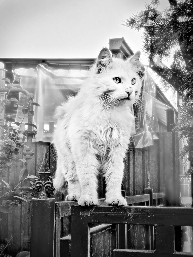 Photo #7663114