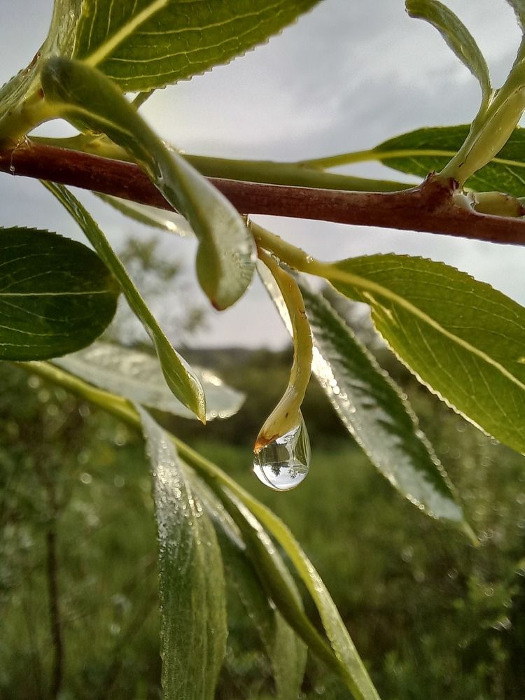 Photograph by Зоя Кулько