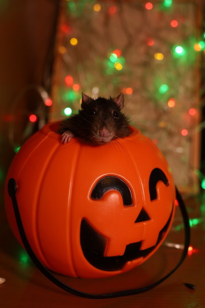 Фотография автора KattyFox