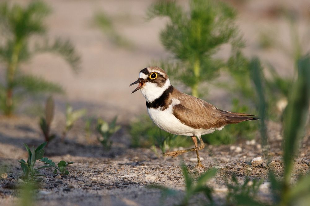 Недовольный куличок