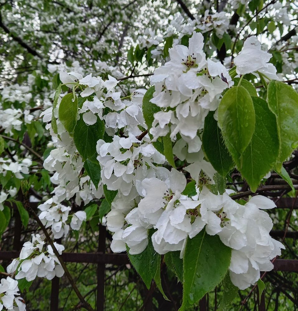 В цветущем саду.