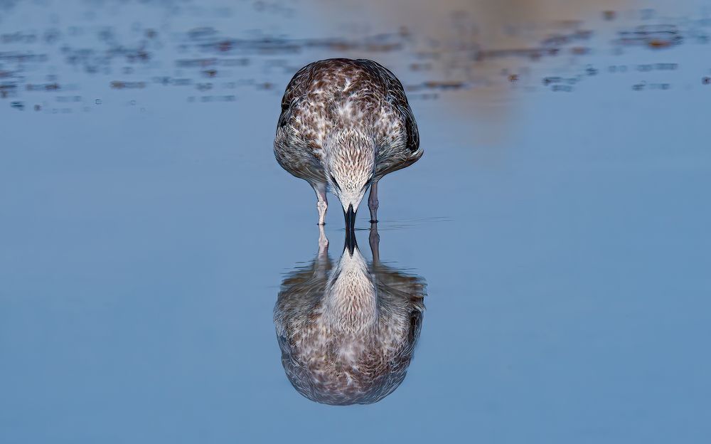 Mirroless Gull