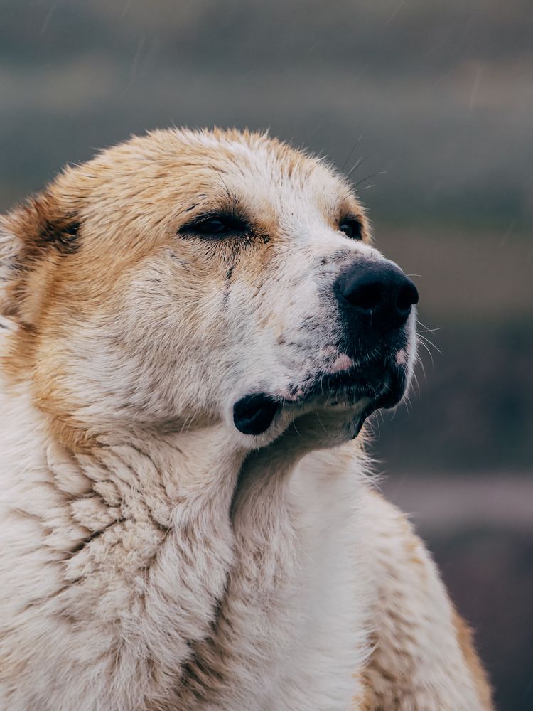 Photograph by ali bakhshi