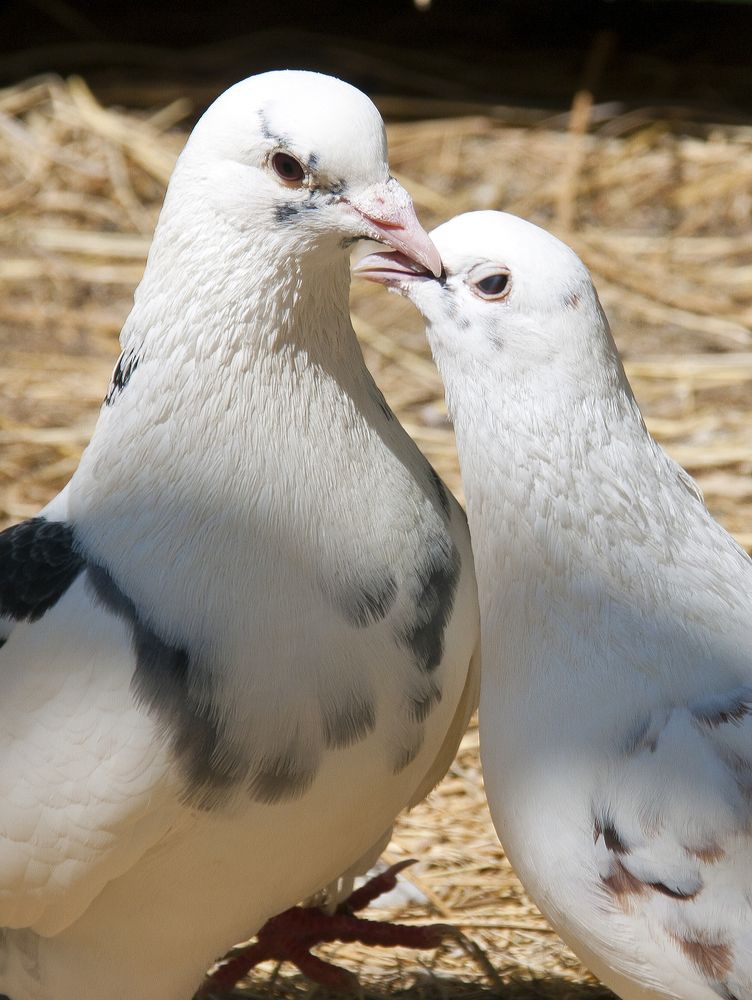 Photograph by Рашид Сафиуллин