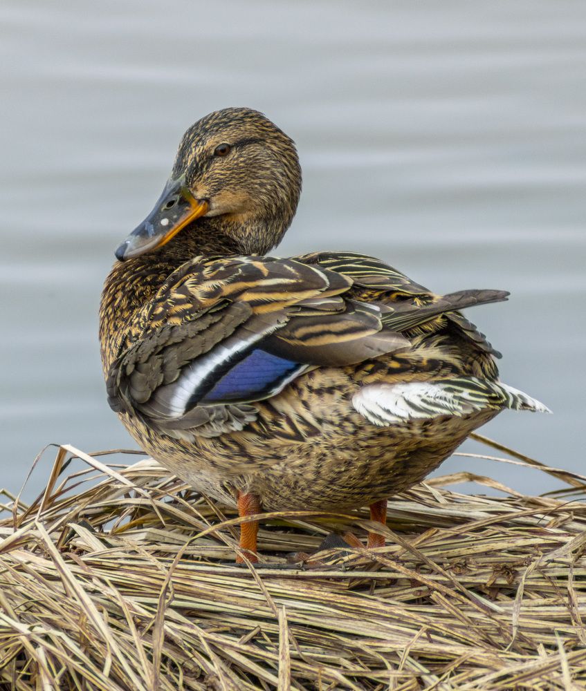 Photograph by Герман Корнеев