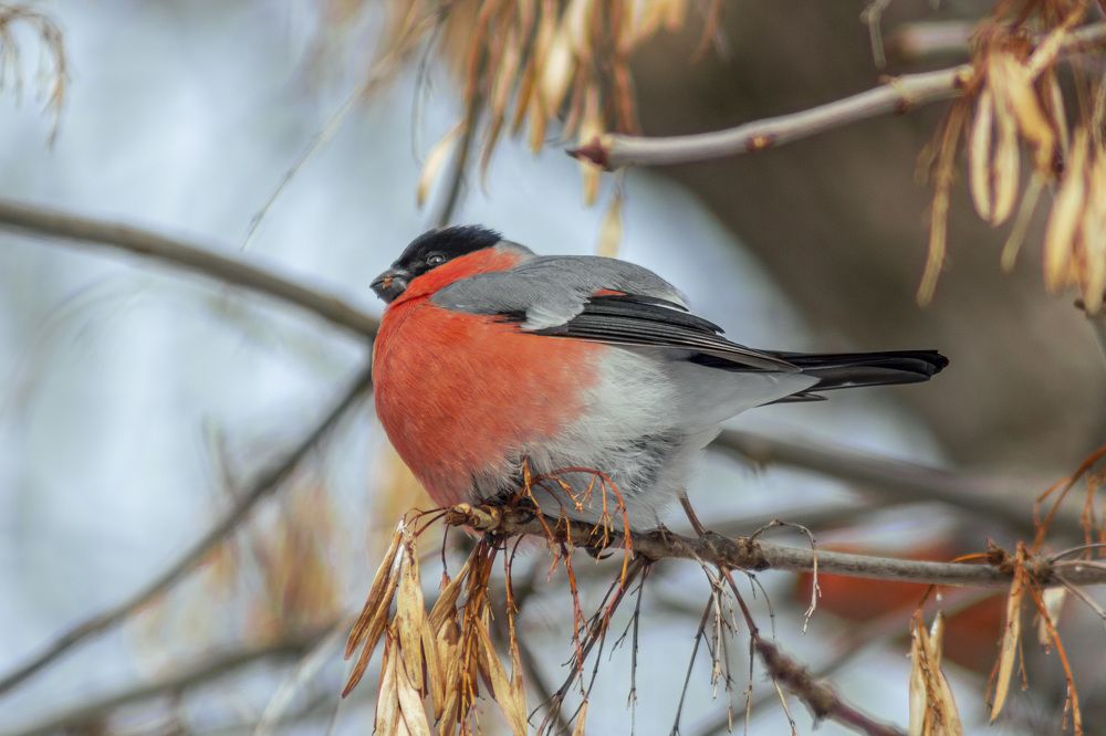 Photograph by Герман Корнеев