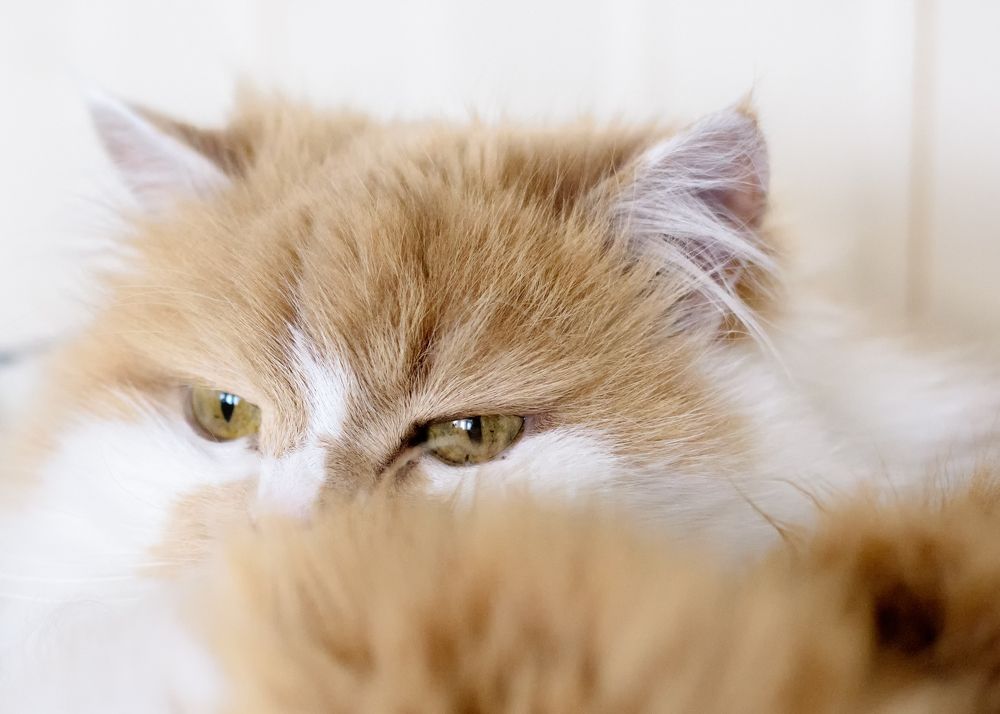 Фотография автора Владимир Зубков