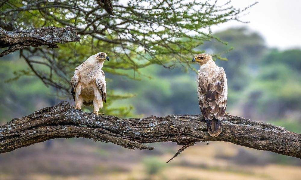 Pale Tawny Eagles