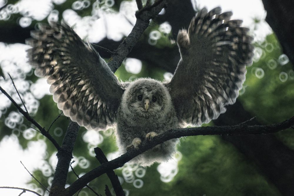 Совята учатся летать