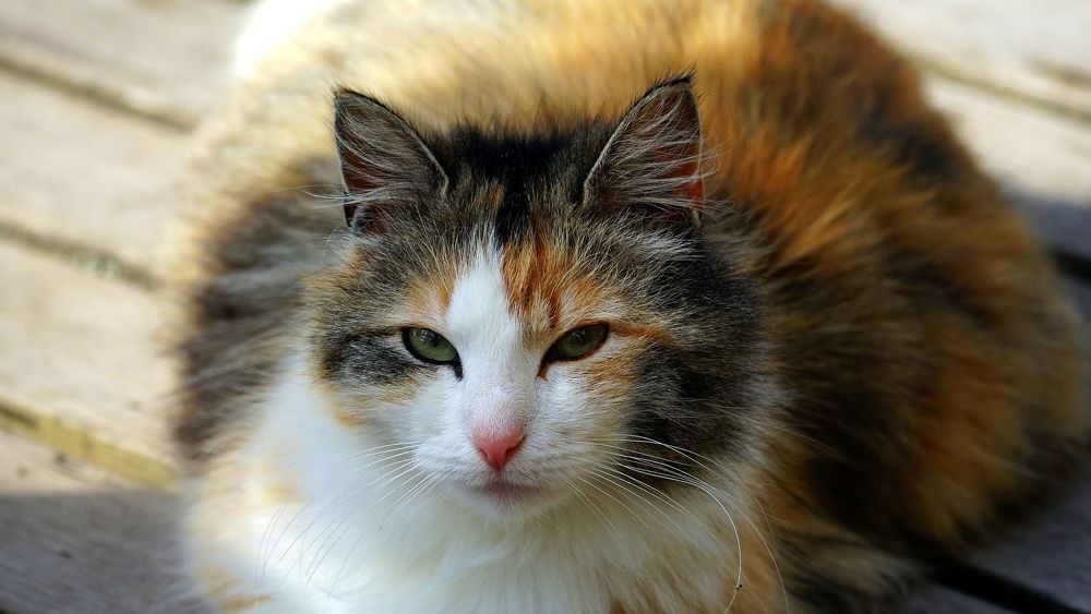 Photograph by АНДРЕЙ ОБРЯДОВ