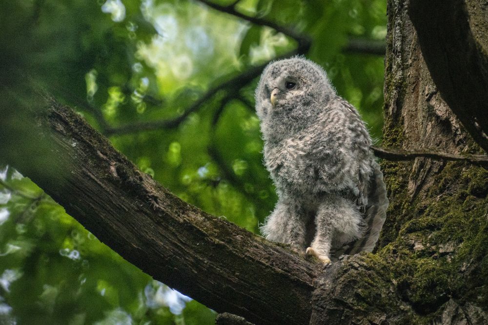 Топ, топ - топает малыш.