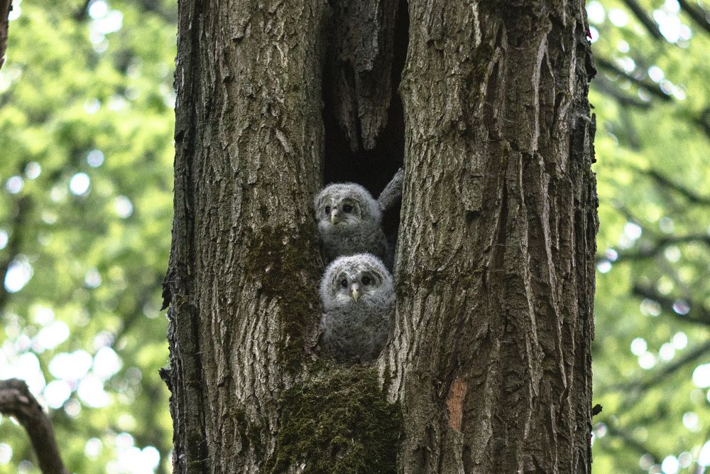 Двое из гнезда, одинаковы с лица. Совятки.