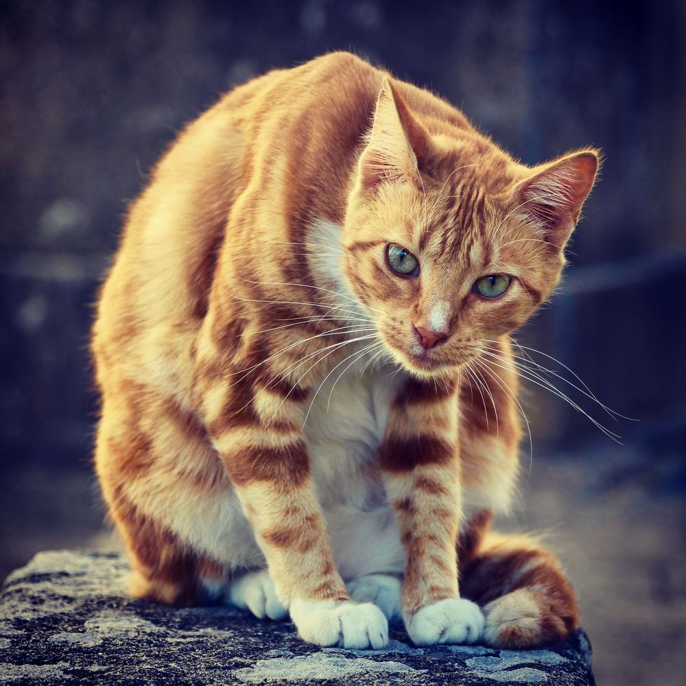 Photograph by Ahmet Aka