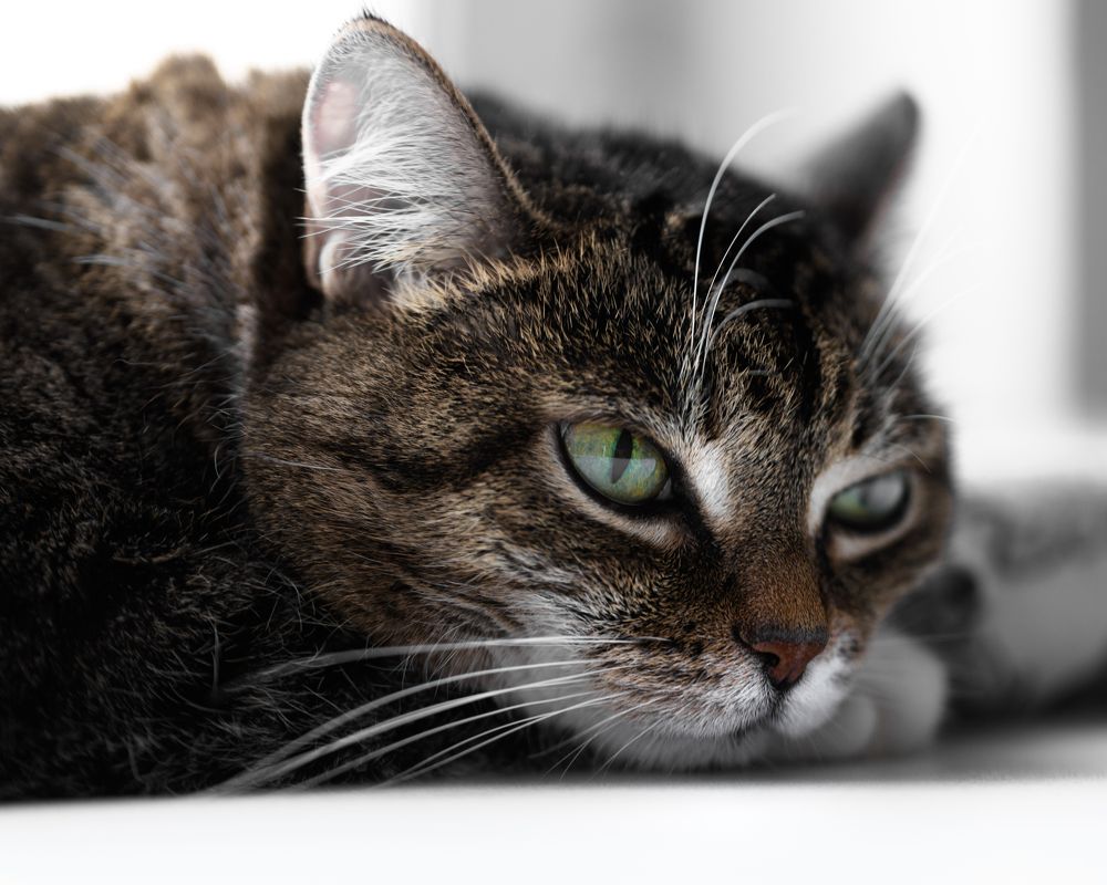 Фотография автора Владимир Зубков