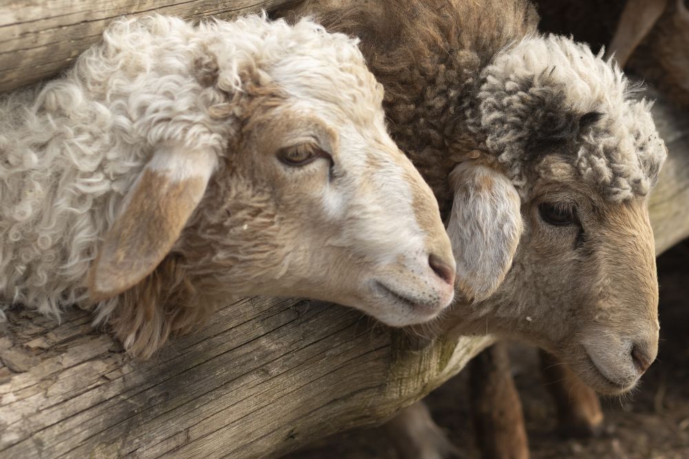 Photograph by Ольга Хентова