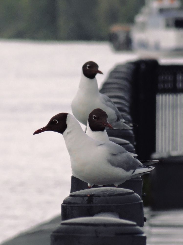 Photograph by Данила Мельников